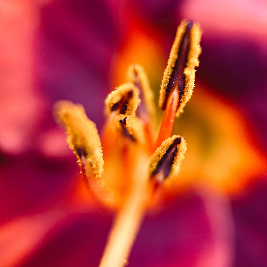 Macro 10x Mobile Lens