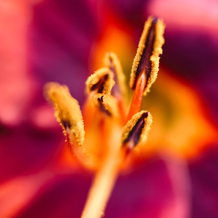 Macro 10x Mobile Lens