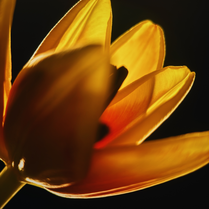 Macro 10x Mobile Lens