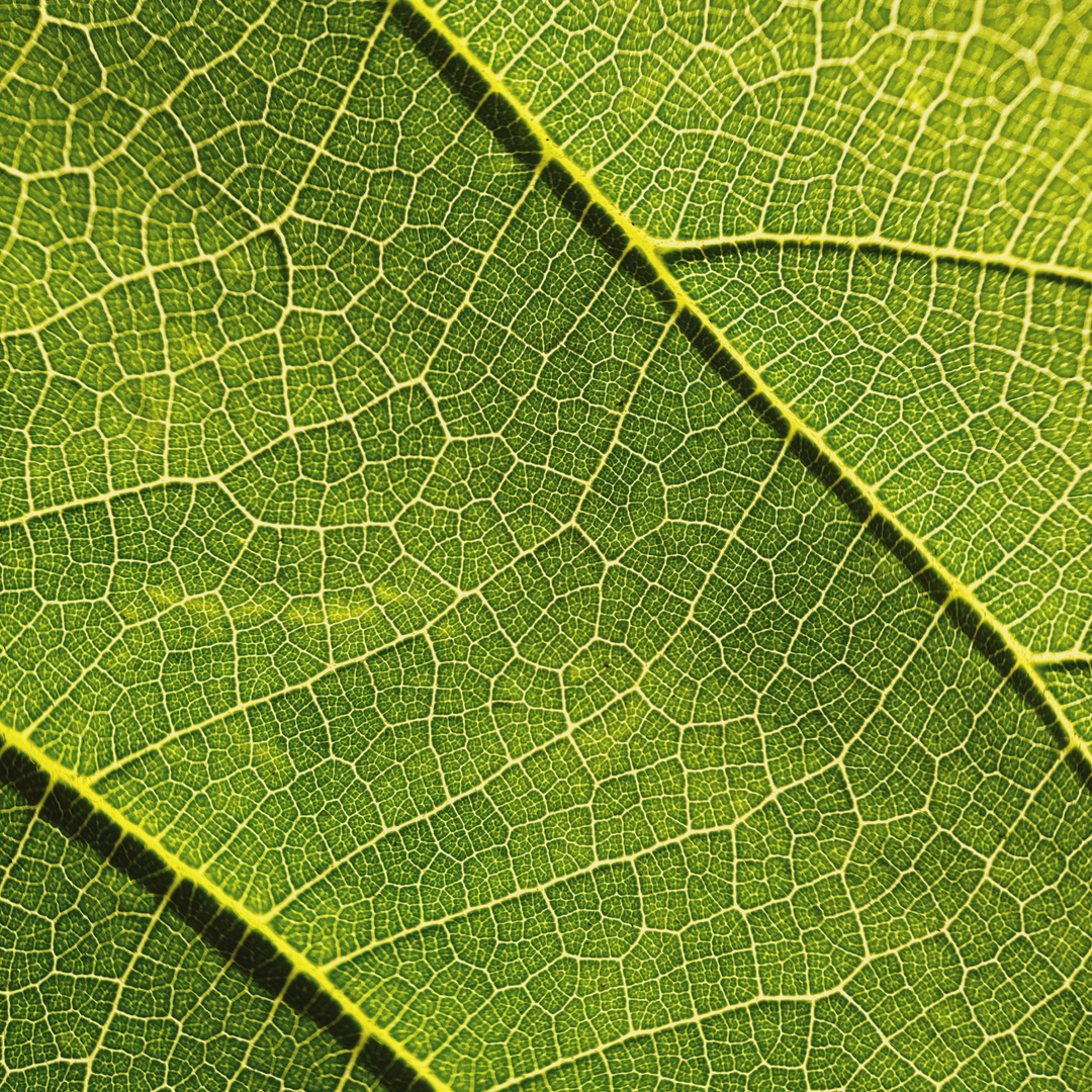 Macro 10x Mobile Lens