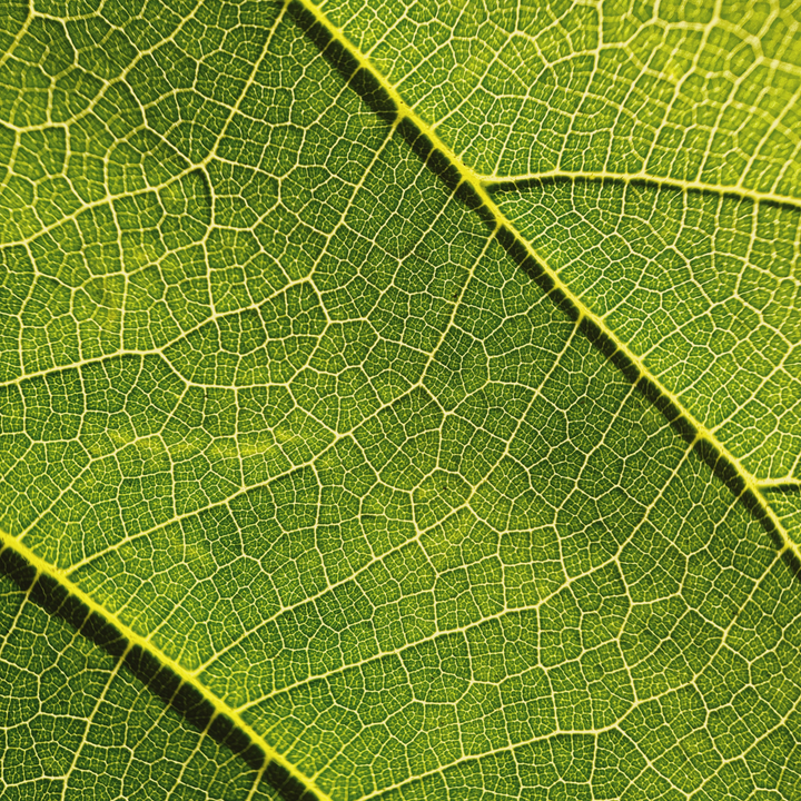 Macro 10x Mobile Lens