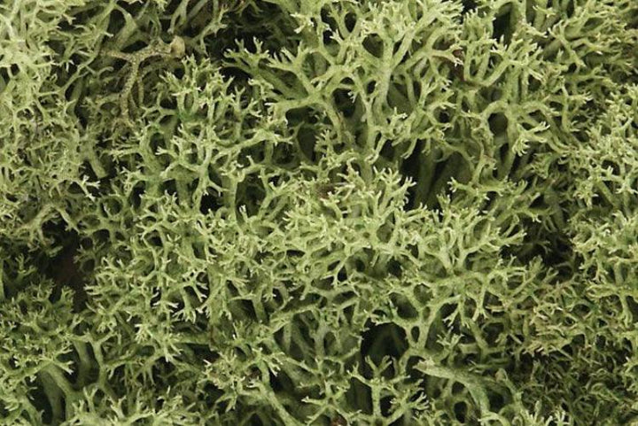 Woodland Scenics L161 N/HO Lichen Spring Green 1.5 Quarts Train Scenery